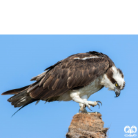 خانواده عقاب ماهیگیر PANDIONIDAE